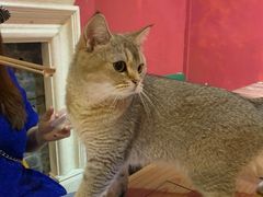 -猫色咖啡·猫咖