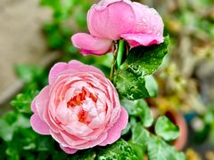 -懒人盐府人家(安贞店)