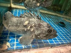 -宴小馆·小海鲜青岛菜(五四广场店)