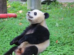 -卧龙中华大熊猫苑神树坪基地