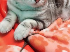 -猫咪博物馆(顶澳仔猫街店)