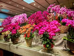 -双季花艺园艺市场(浦东店)