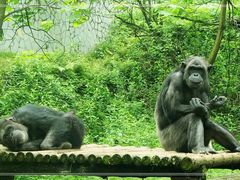 -贵州森林野生动物园