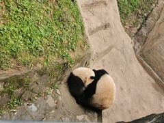 -都江堰中华大熊猫苑