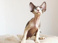 -Bastet sally猫舍购宠(静安店)