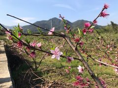 -新建村梅花