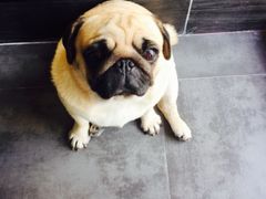 -MOLLY'S萌宠生活馆