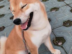 -宠福鑫康馨动物医院·骨科·眼科