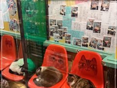 -猫咪博物馆(顶澳仔猫街店)