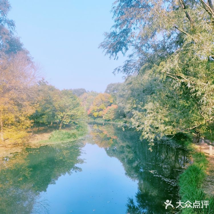 秋天去哪看红叶银杏，来奥森公园吧