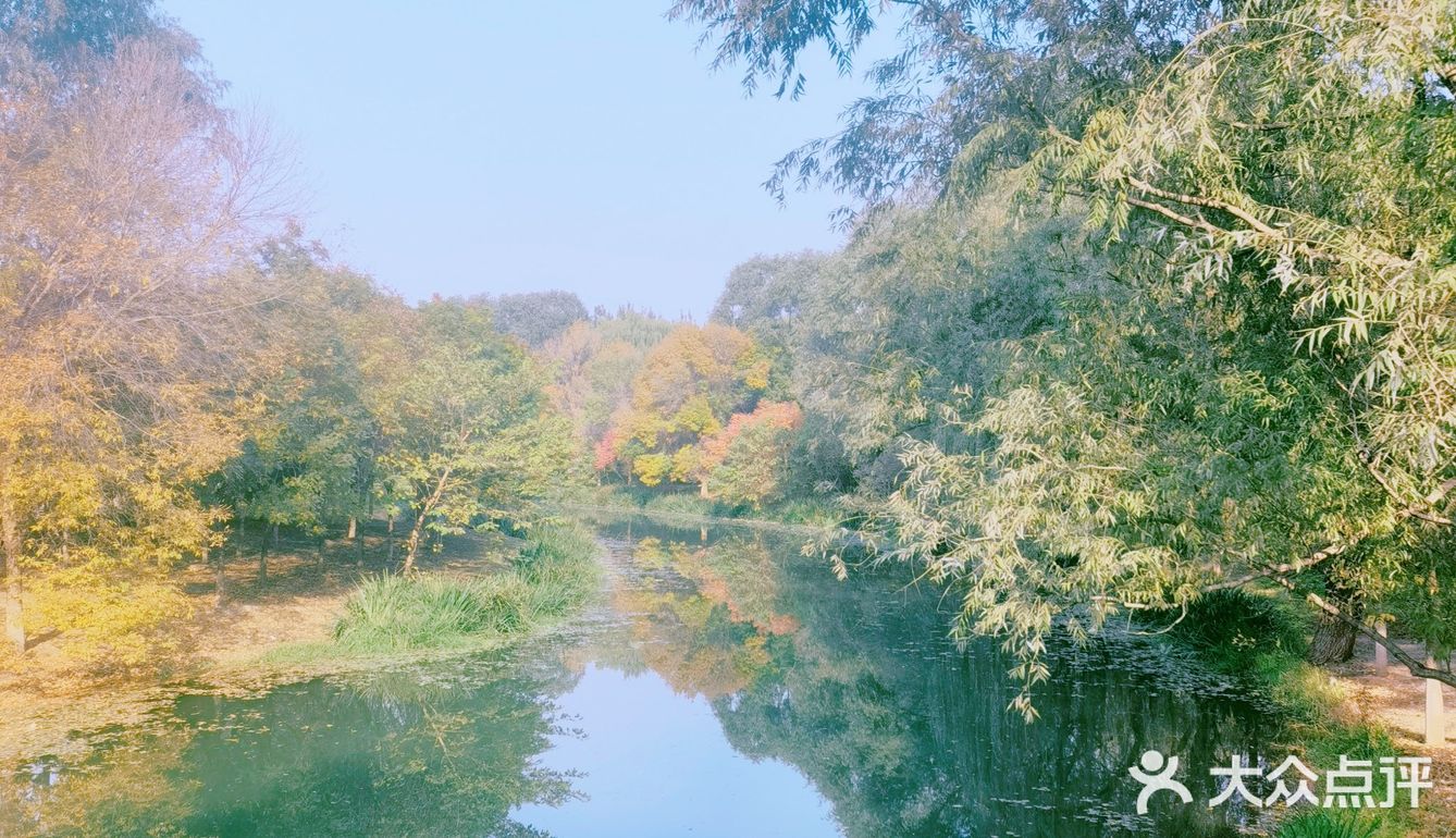 秋天去哪看红叶银杏，来奥森公园吧