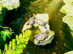 -谷咖啡·鲜花绿植花园餐厅