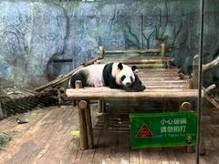 -深圳野生动物园
