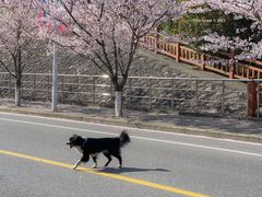 -高东镇樱花园