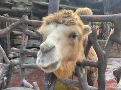 -长鹿旅游休博园