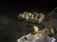 -仙蘑洞