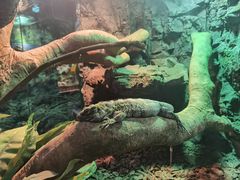 -广州长隆飞鸟乐园