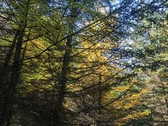 -芦芽山旅游度假区