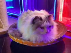 -暗楼·剧本杀·桌游