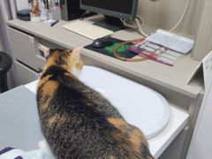 -宠物星动物医院·眼科·异宠·猫科(江南大道总院)