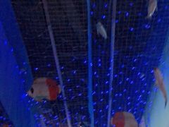 -芜湖新华联大白鲸海洋公园