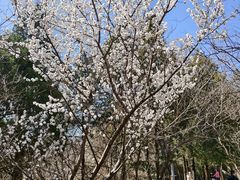 -周口店北京人遗址公园