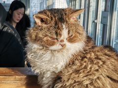 -猫小院猫主题咖啡厅(北锣店)