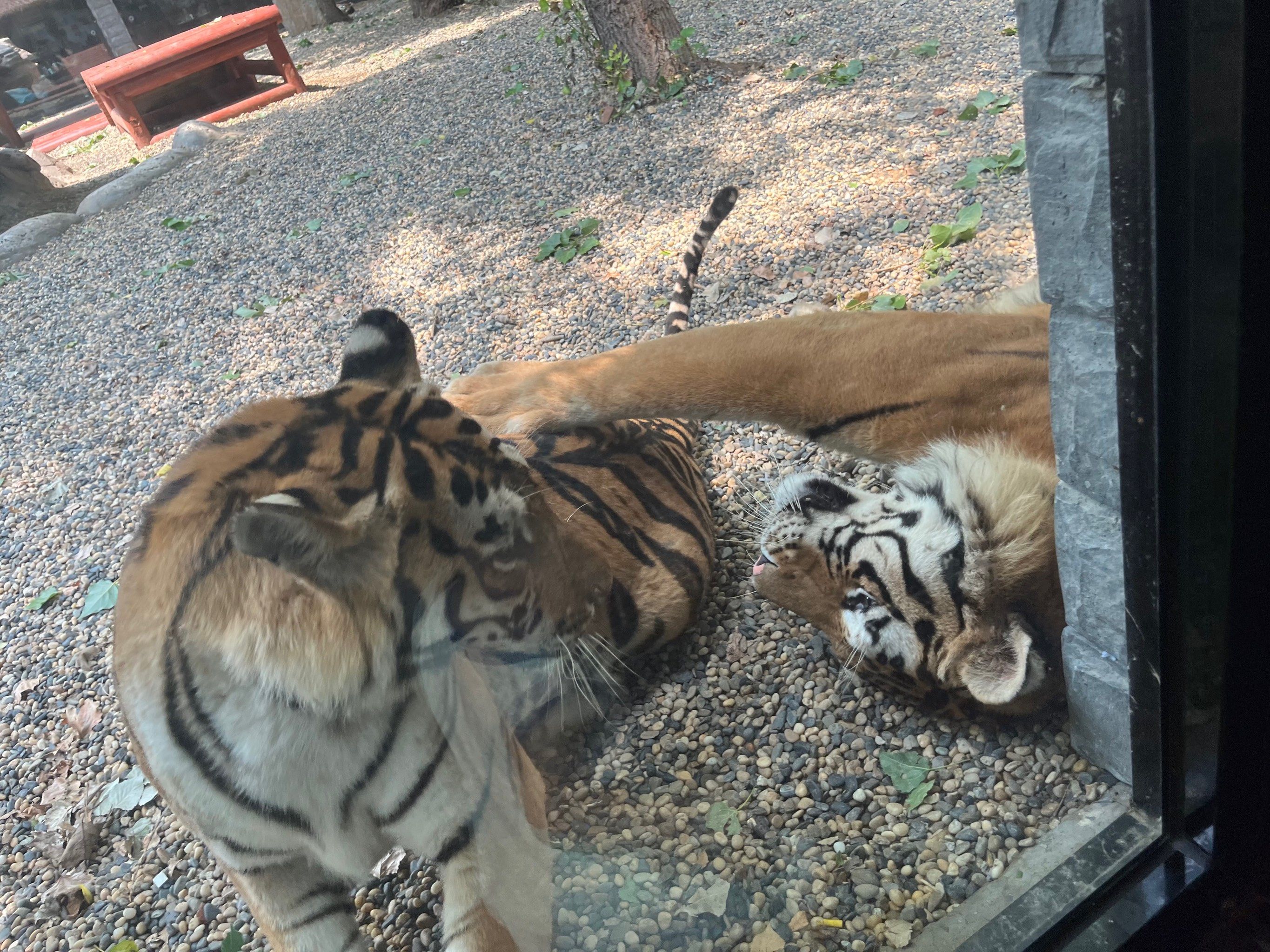 北京遛娃 | 超赞的野生动物园平替91虎餐厅