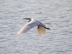 -广东花都湖国家湿地公园