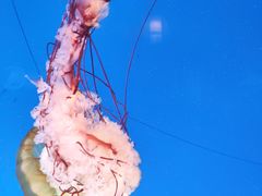 -太平洋海底世界