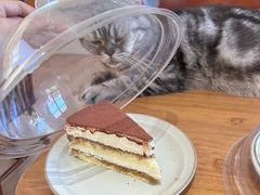 -有猫主题·治愈系猫咖(曾厝垵店)