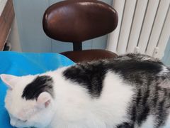 -纳吉亚猫专科动物诊疗中心(蒋宅口分院)