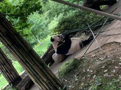 -都江堰中华大熊猫苑