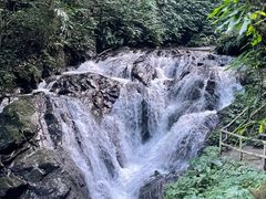 -莫里热带雨林景区