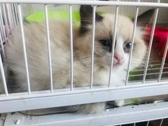 -Cappucimeow猫咪咖啡馆(韦伯时代店)