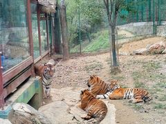 -栾川竹海野生动物园