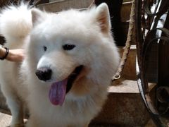 -more than meow吴止猫主题餐厅(承德 中船汇店)