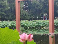 -陈家山荷花公园