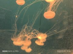 -烟台海昌鲸鲨海洋公园