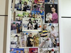 -青奢宠物·青奢猫舍