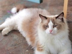 -喵屿·大理花园猫咖