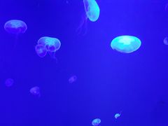 -暹罗海洋世界
