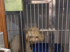 -瑞派动物医院·绝育·犬猫全科·预防医学(光景江南中店)