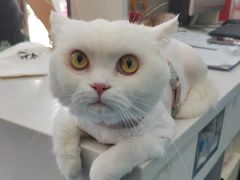 -博特宠物医院24h犬猫全科.骨科·异宠