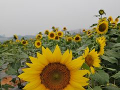 -光明小镇欢乐田园