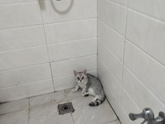 -瑞派福兴宠物医院犬猫全科·骨科·中西医结合(河东店)