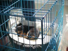 -翊宠yipet猫狗购宠庄园犬舍•猫舍