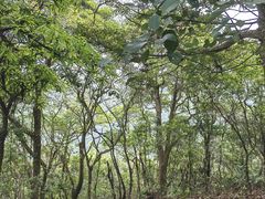 -梧桐山风景名胜区