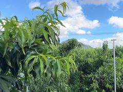 -老袁家蜜桃农场·阳山水蜜桃