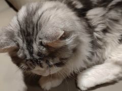 -猫腻·猫咖·撸猫馆(星光大道店)